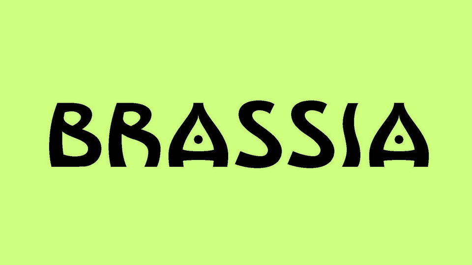brassia